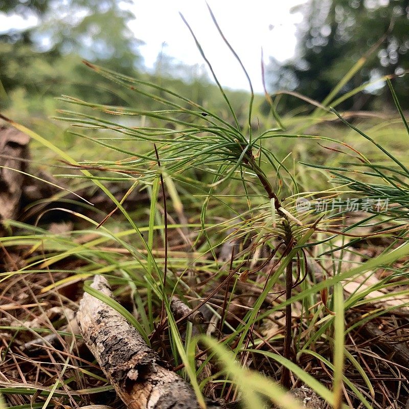 Scenes from a Forest  - Northeast USA - Ant’s Eye View